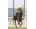  Carrera: G.P Beamonte Oaks Caballo: Sweet Caroline Monta: S.de Sousa
